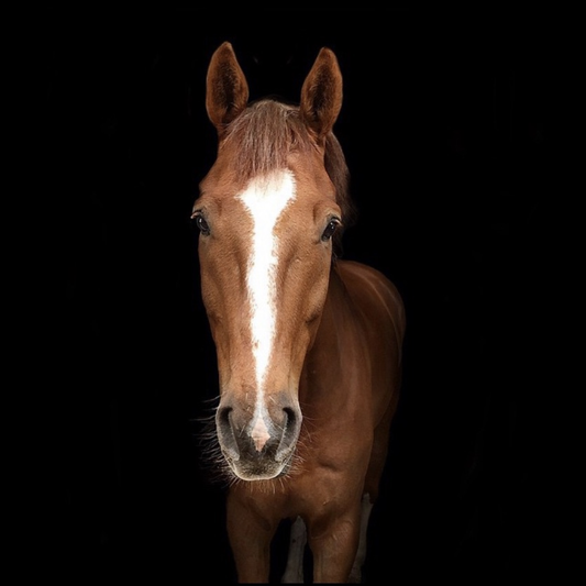 Portrait of Lifestyle, a chestnut horse with a white blaze, against a black background