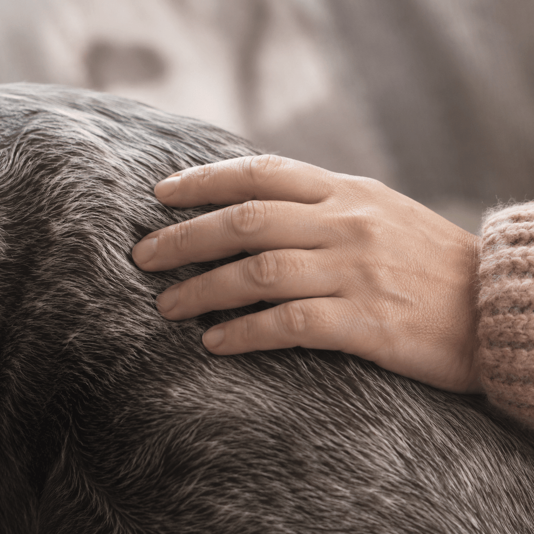 A hand resting on the greying coat of an old dog