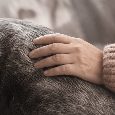 A hand resting on the greying coat of an old dog